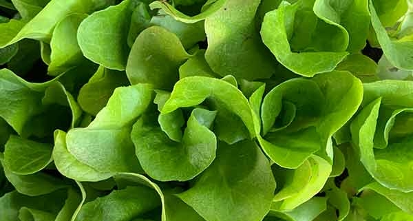 Salat selber anbauen