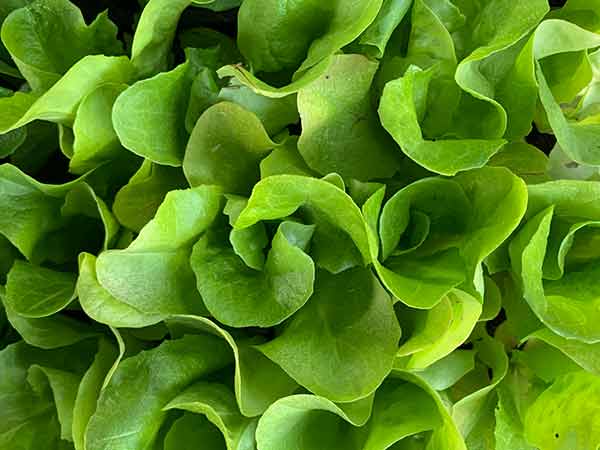 Salat selber anbauen