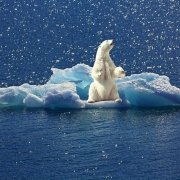 Klimawandel Eisbär