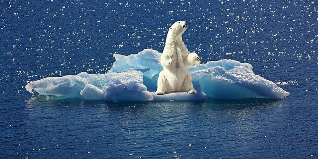 Klimawandel Eisbär